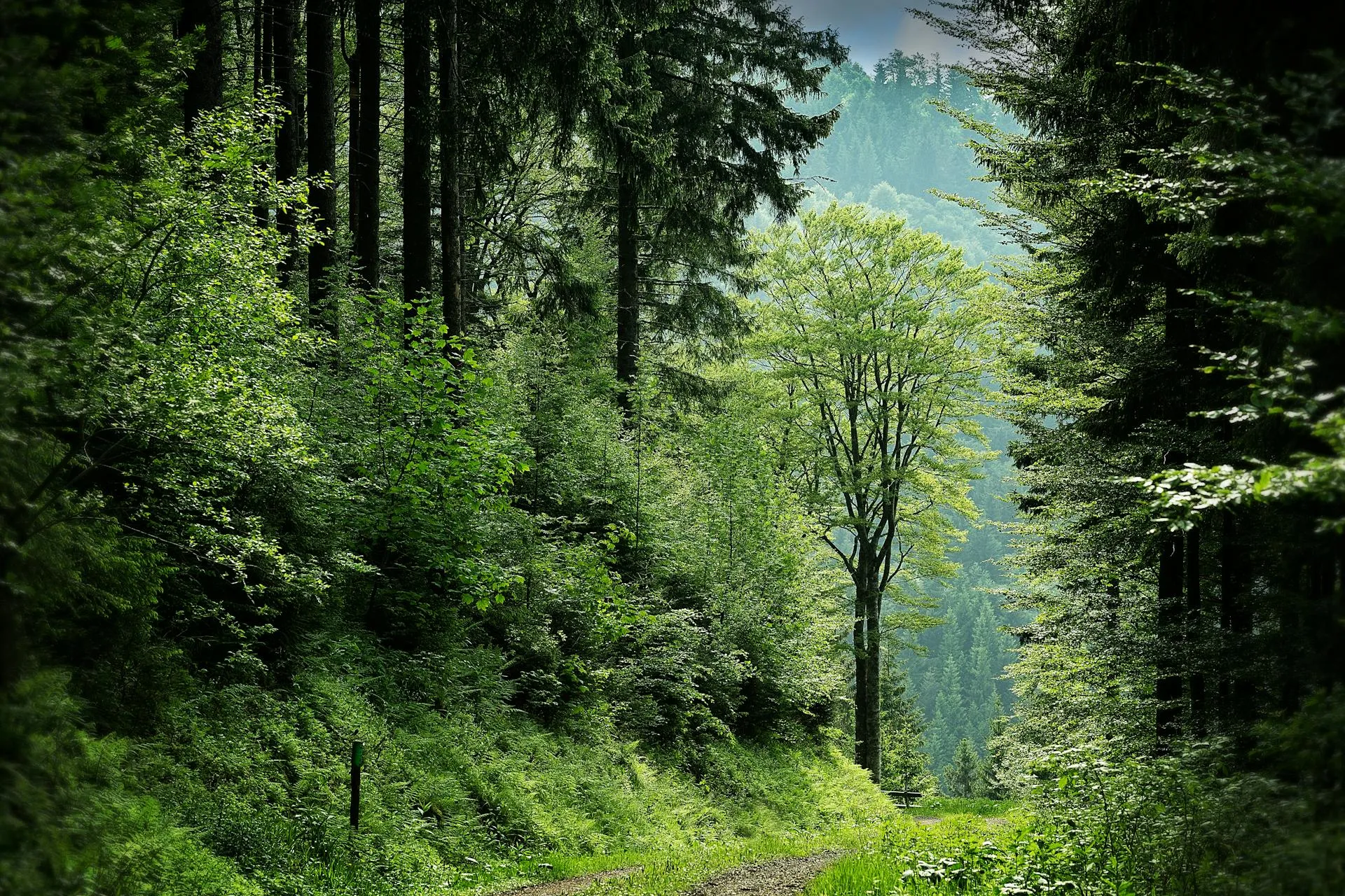 Forêt dense de feuillus et de conifères, versant boisé en arrière-plan